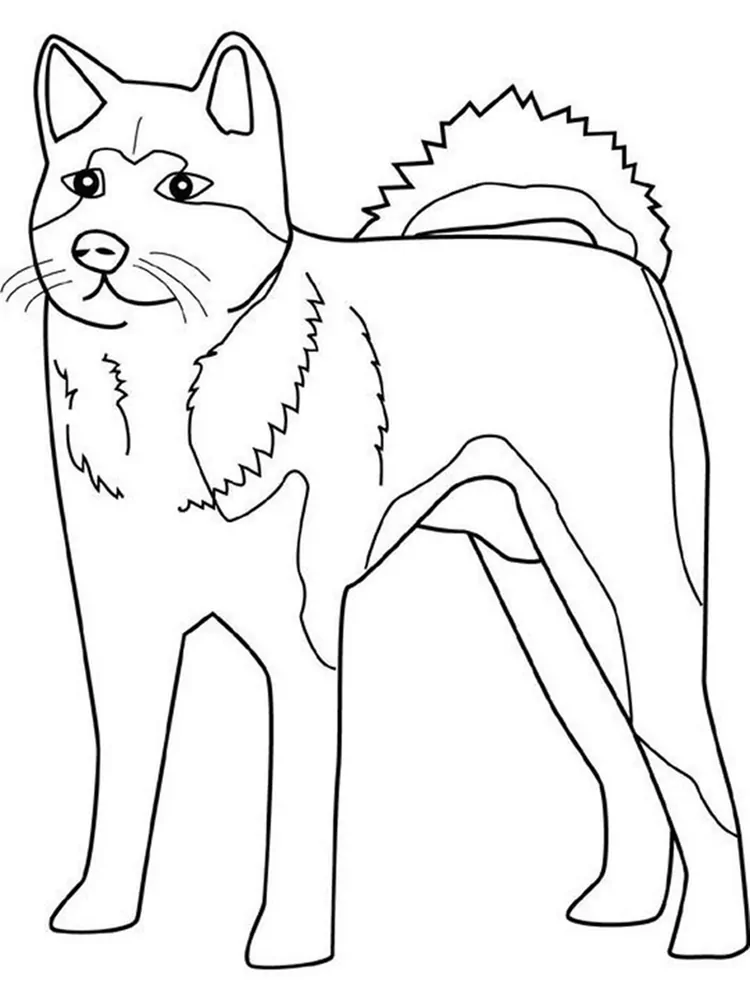 husky dog coloring pages
