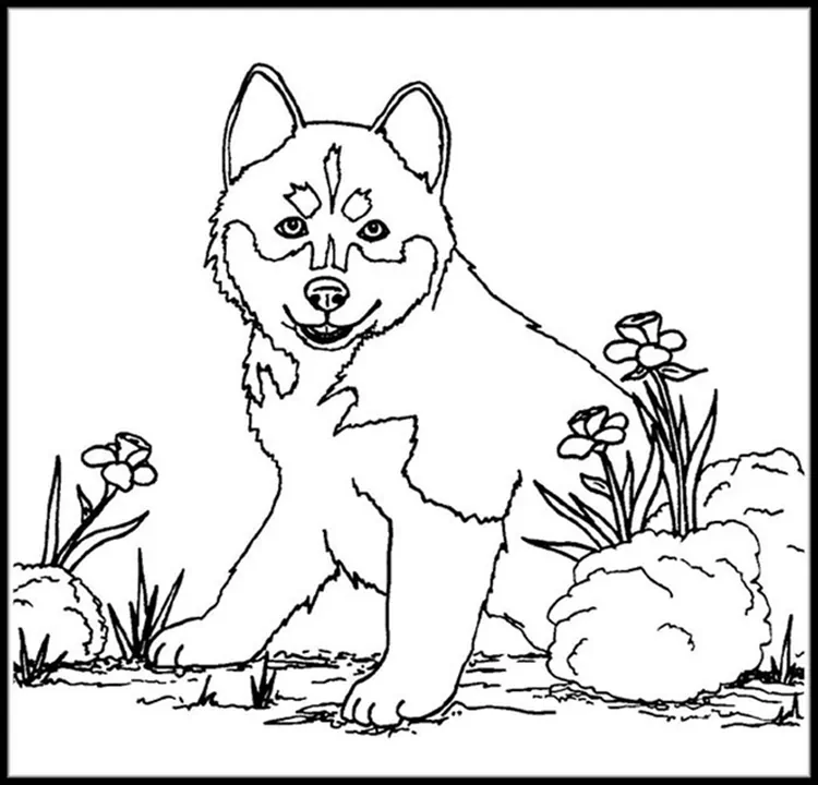 realistic husky coloring pages