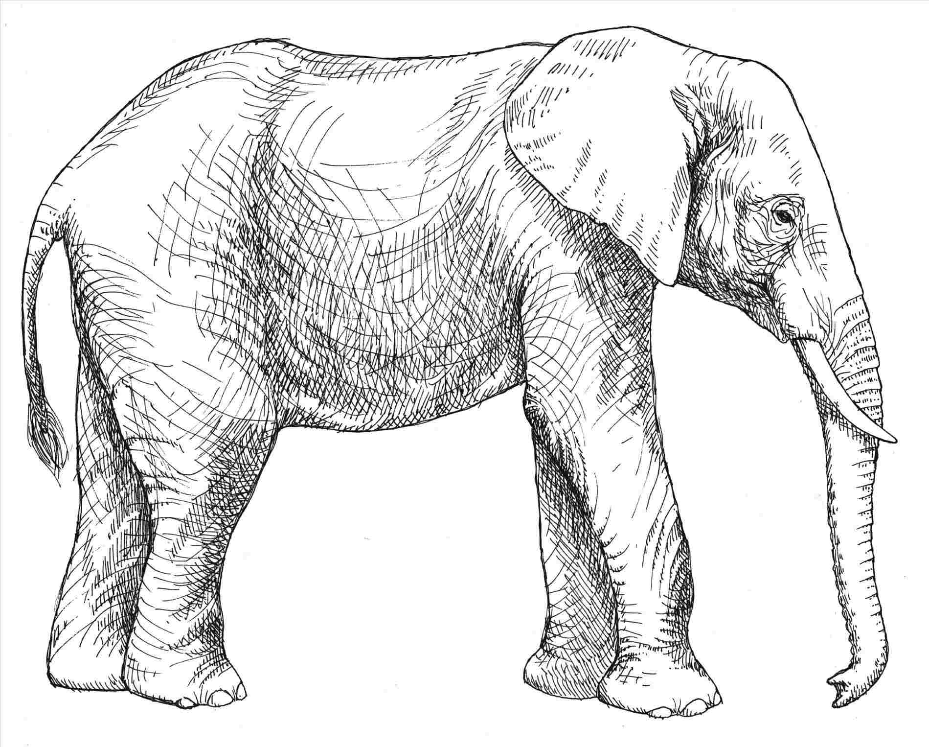 indian elephant coloring pages