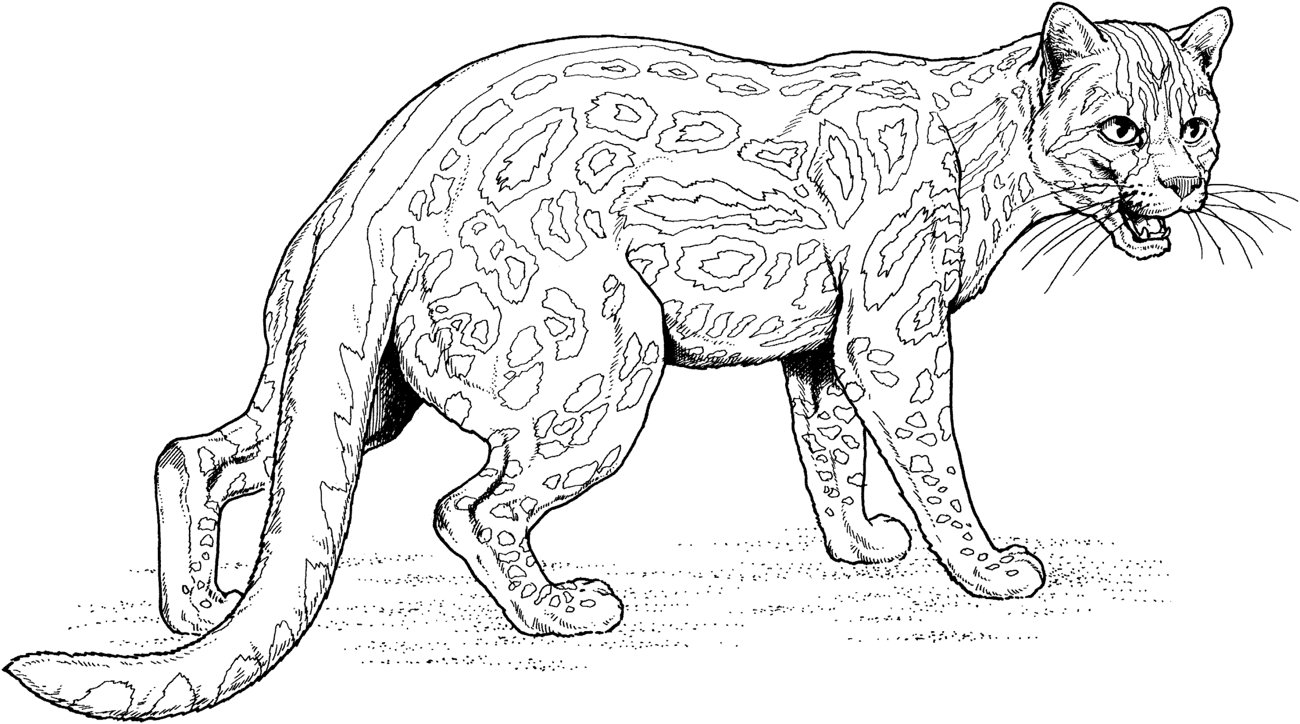 coloring pages for jaguar