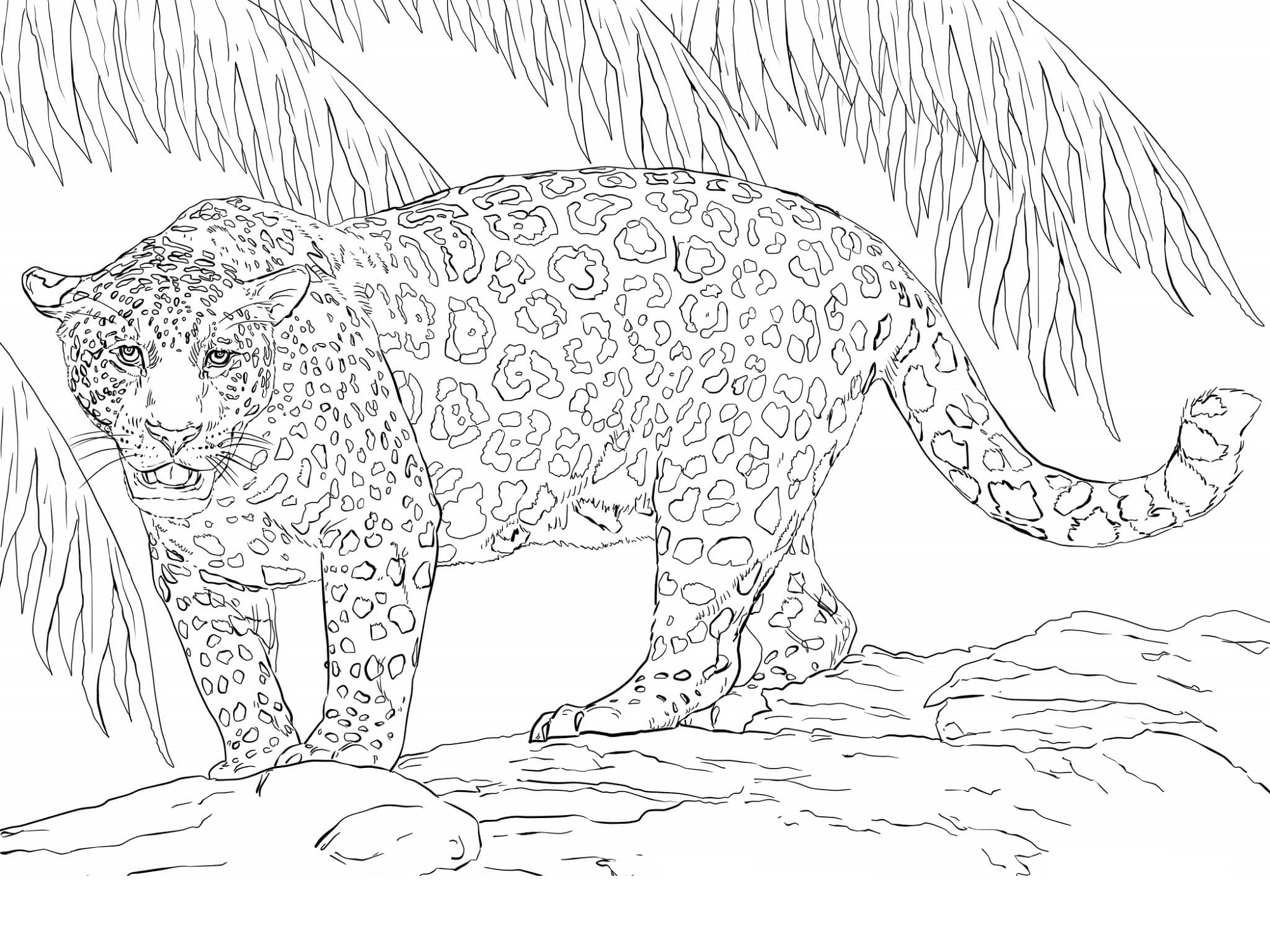 hard jaguar coloring pages for kids