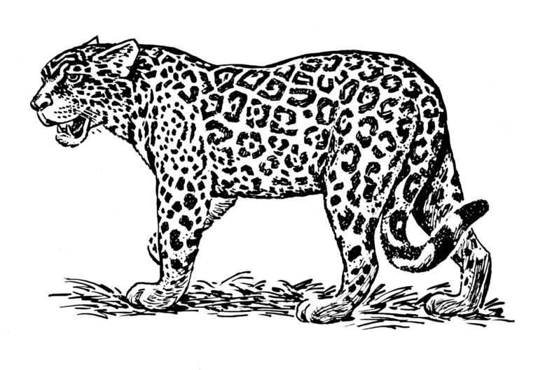 Jaguar Coloring Pages PDF Free For Children - Coloringfolder.com
