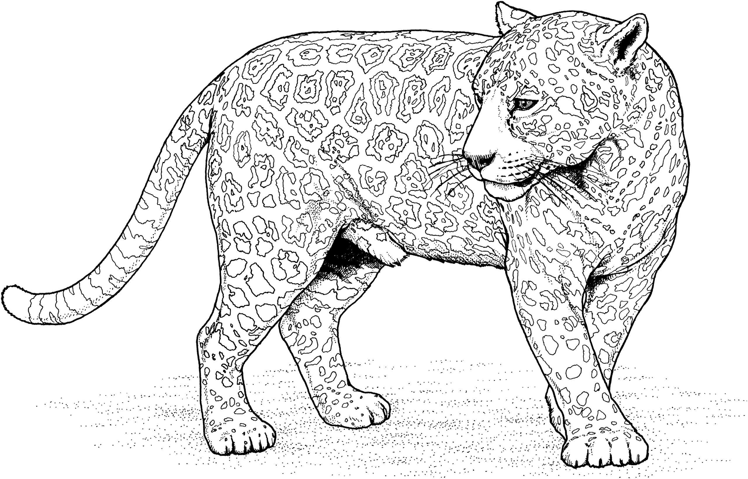 jaguar coloring pages to print