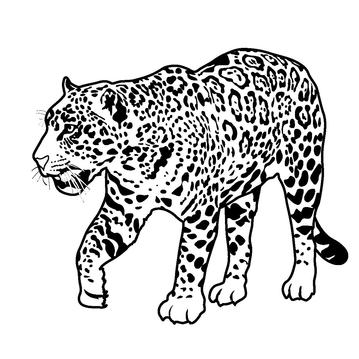 jaguar printable coloring pages