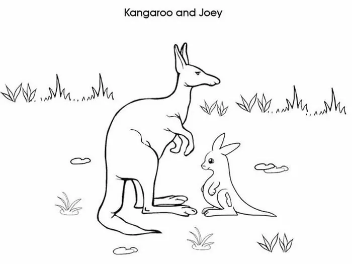kangaroo coloring page with seperate baby and pocket