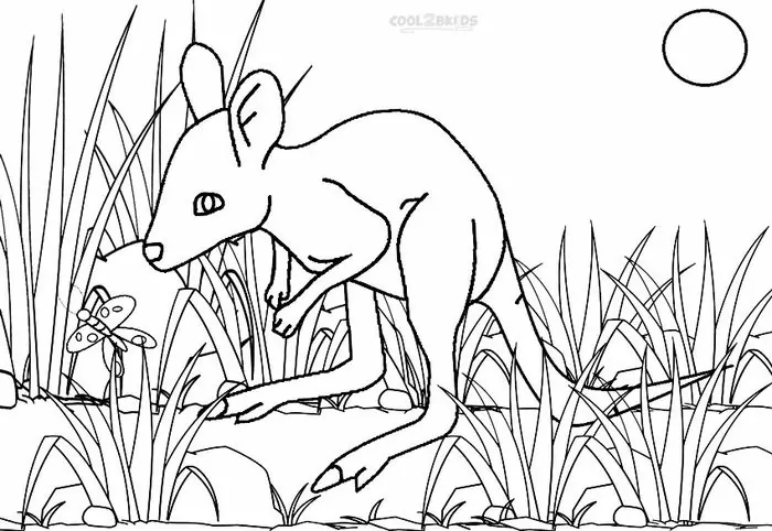 kangaroo rat coloring page