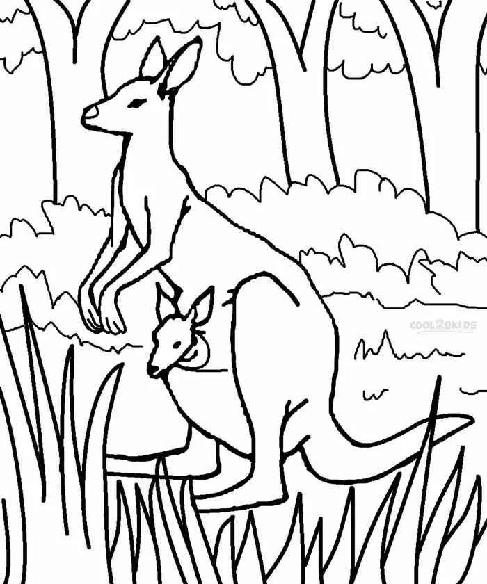 printable coloring pages kangaroo