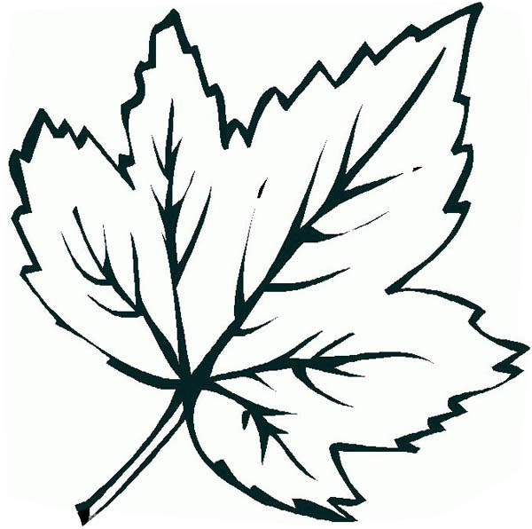 leaf coloring pages to print