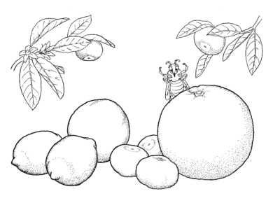 coloring pages of fruit
