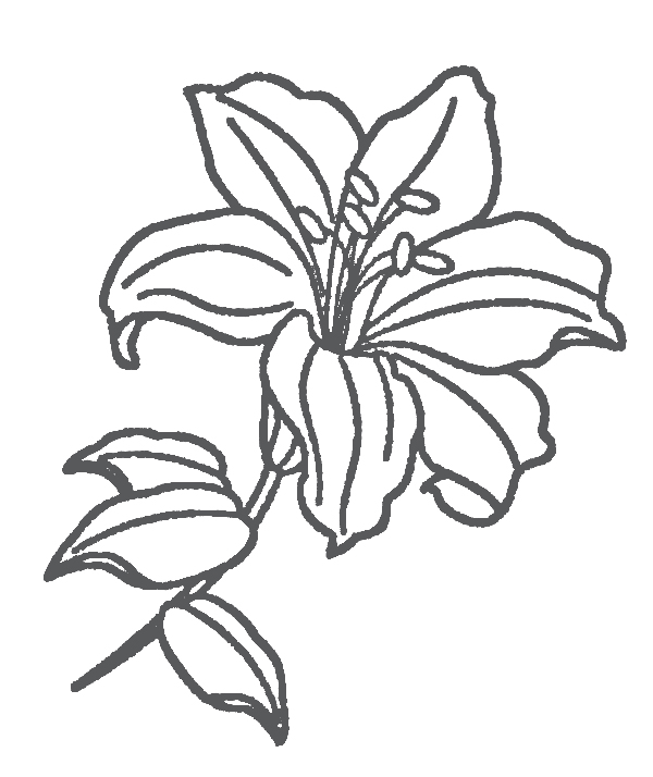lily coloring and activity page