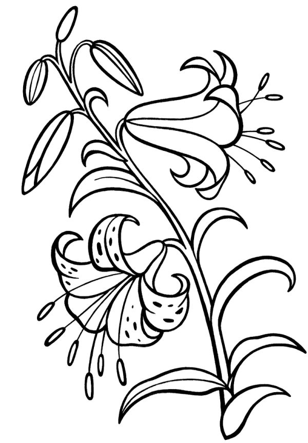 lily flower plant coloring sheet