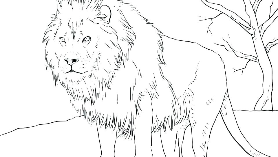 lion coloring pages online