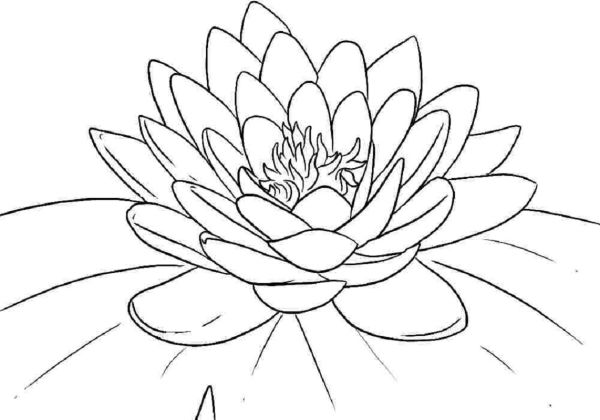 lotus flower coloring page