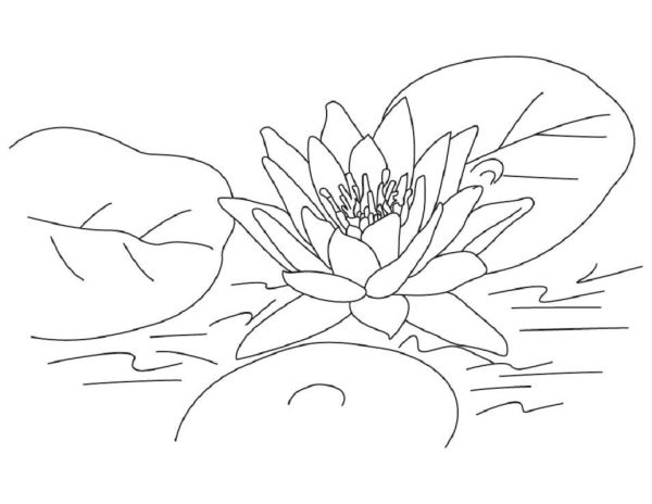 lotus flower coloring page