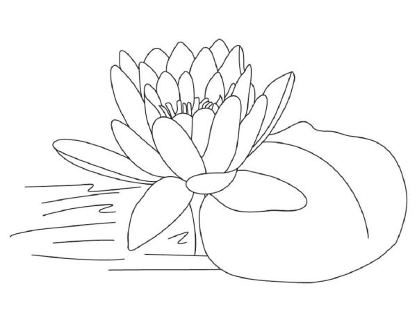 lotus flower coloring page