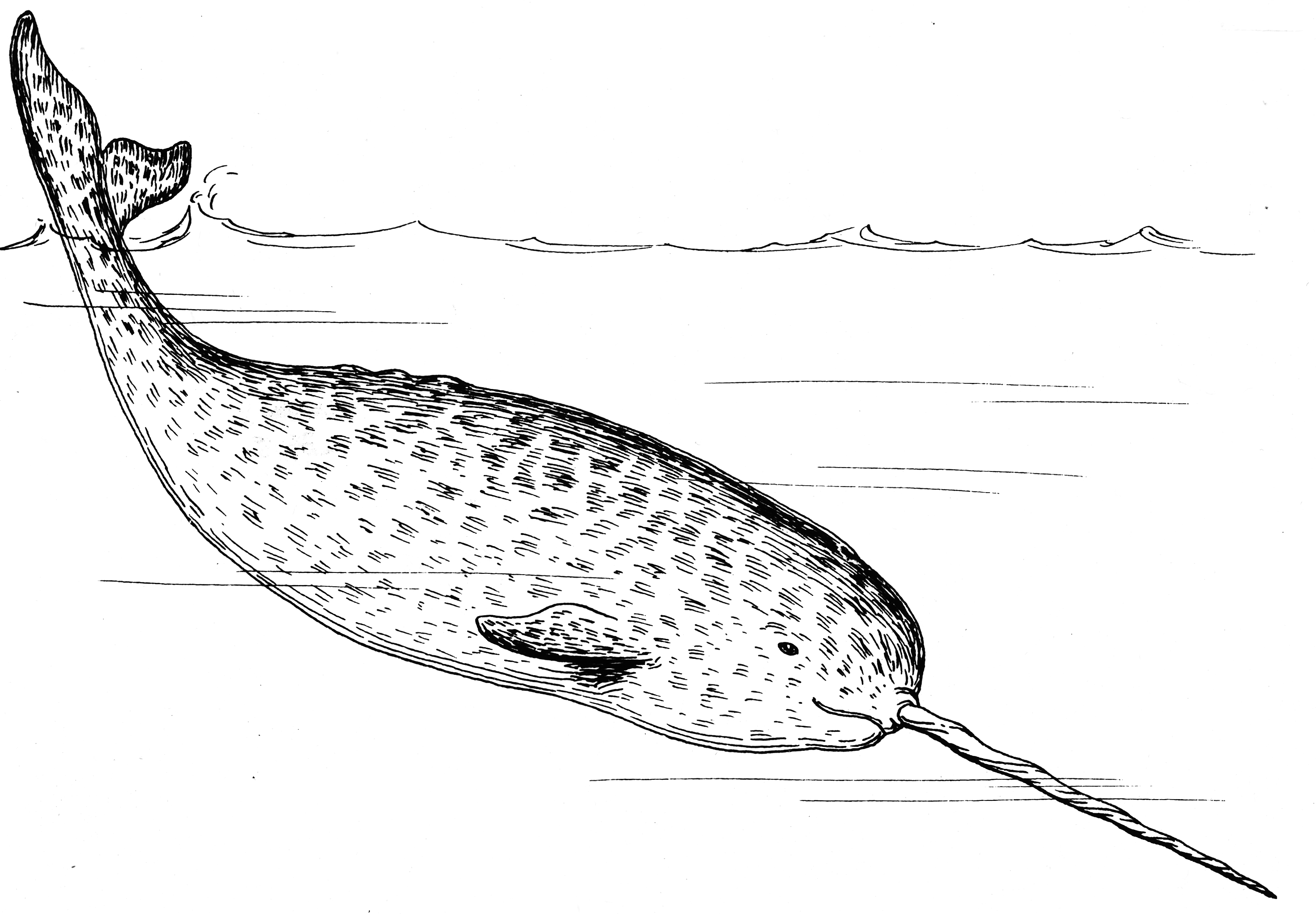 the book narwhal coloring pages
