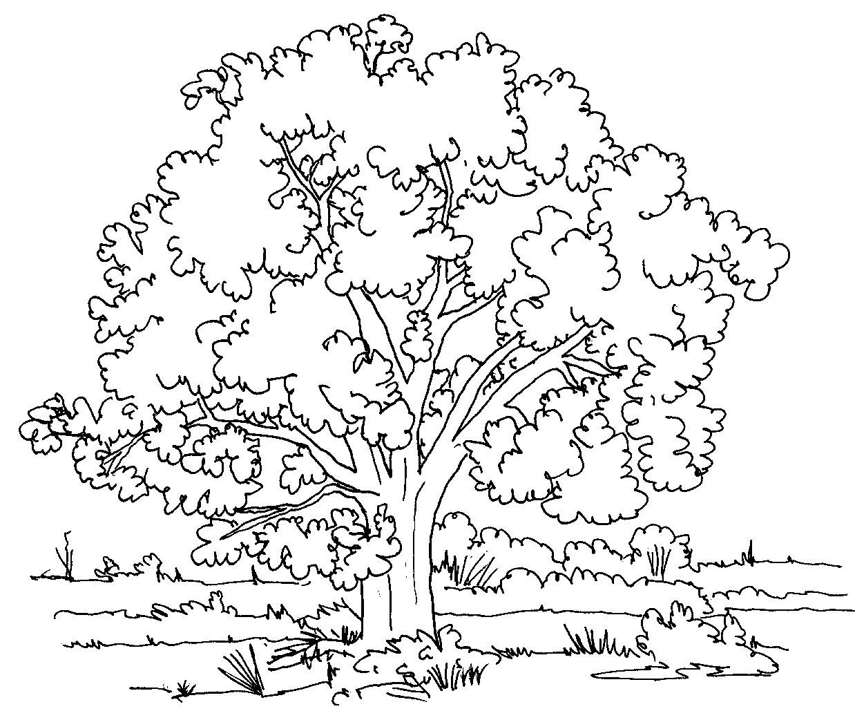 nature coloring pages printable