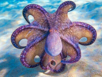 octopus coloring pdf