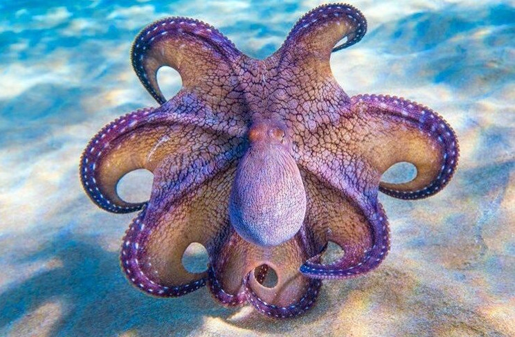 octopus coloring pdf