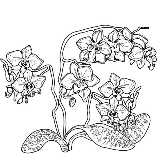 orchid florist coloring page