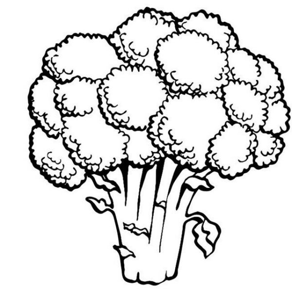 original realistic vegetable broccoli coloring pages
