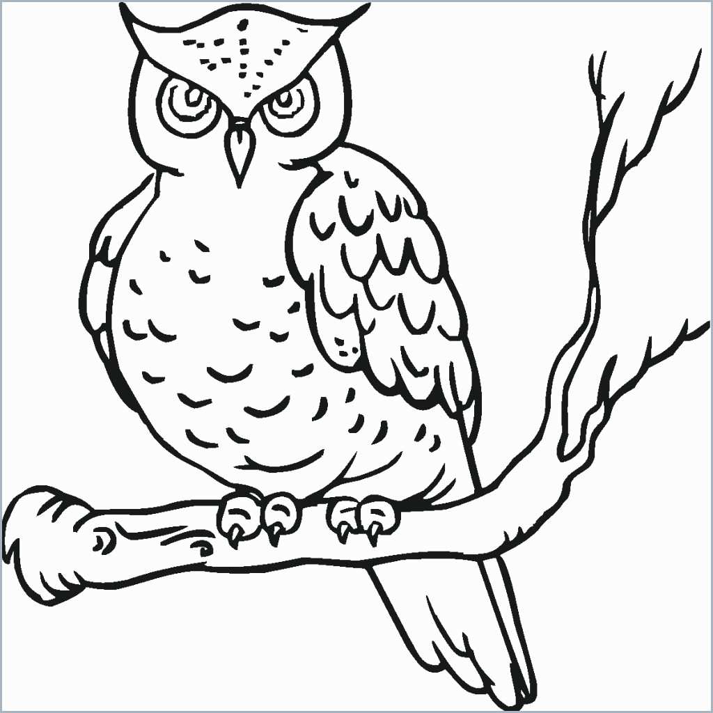 owl coloring pages colored
