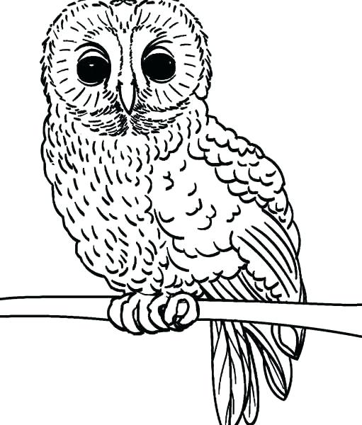 owl coloring pages for preschoolers