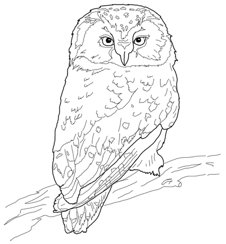owl coloring pages preschool