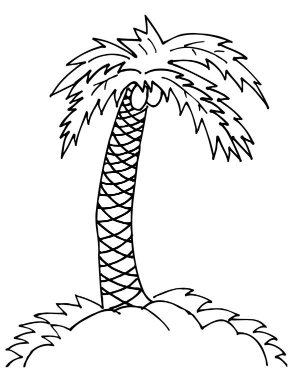 palm tree coloring and drawing page