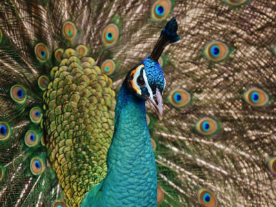 peacock coloring pdf