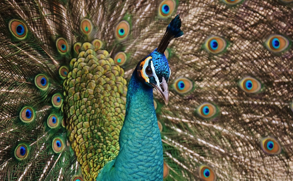 peacock coloring pdf
