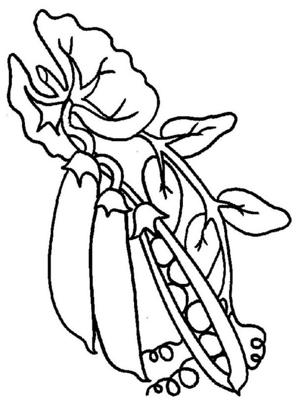 peas coloring page for kids