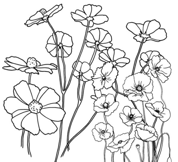 poppy floriculture coloring page