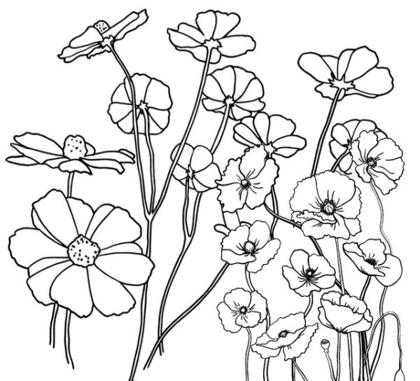 https://cdn.coloringfolder.com/media/poppy-floriculture-coloring-page.jpg