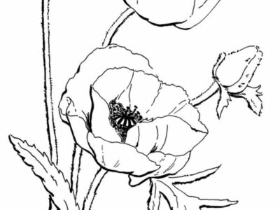 poppy flower california coloring page