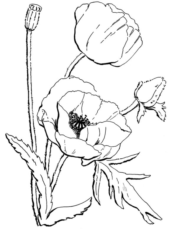 poppy flower california coloring page