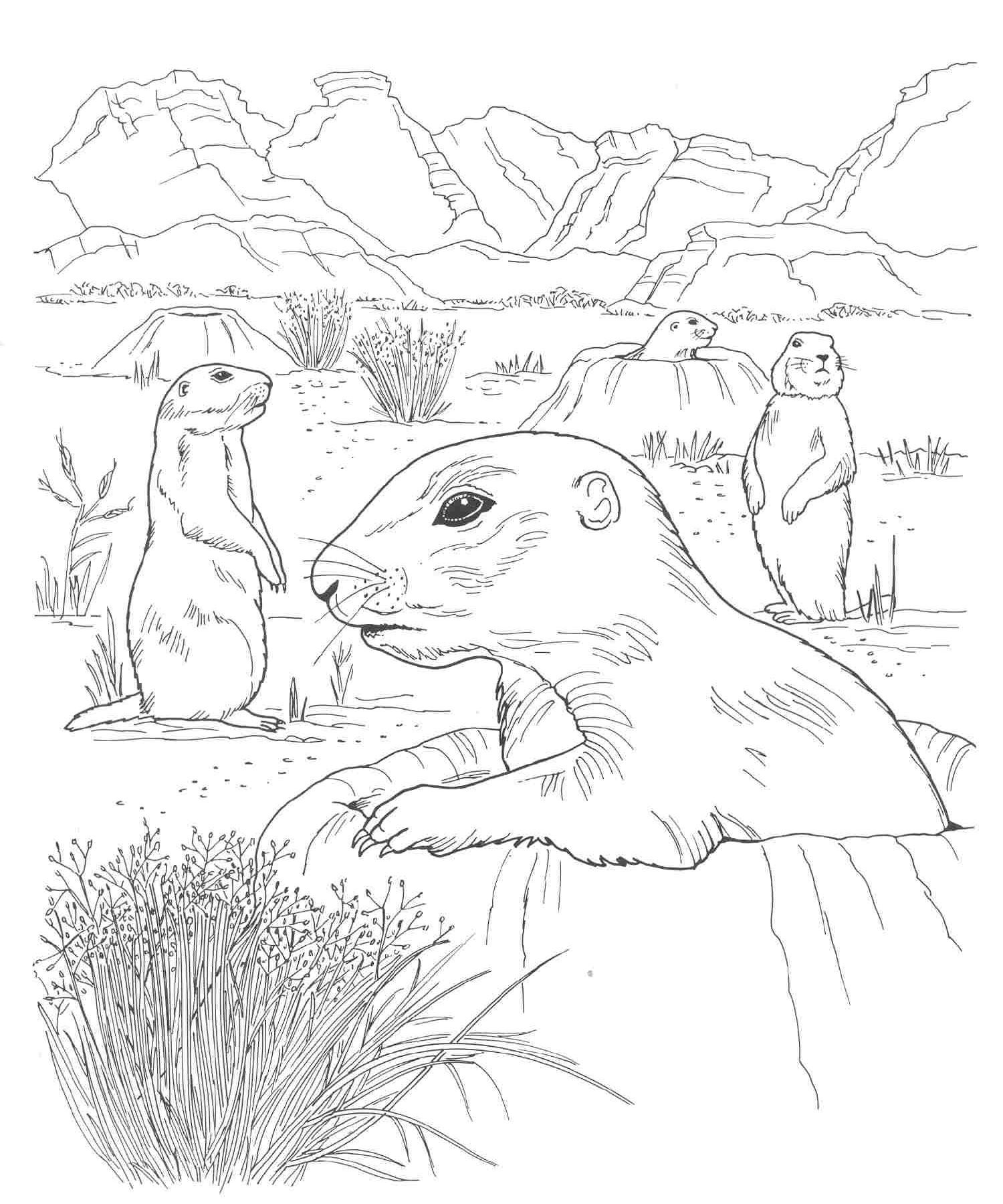 desert animals coloring pages