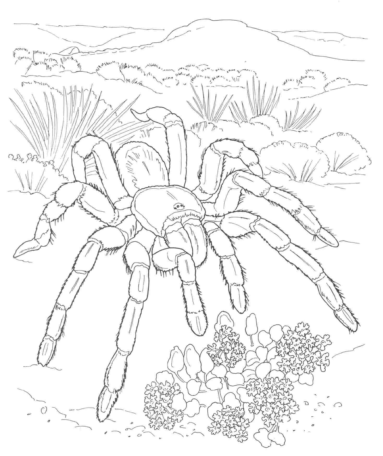 desert habitat coloring pages