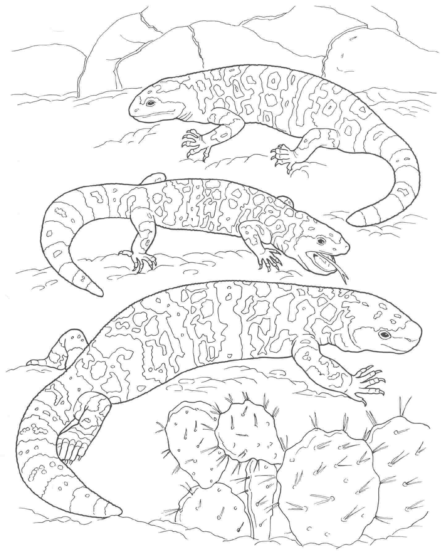 desert lizard coloring pages