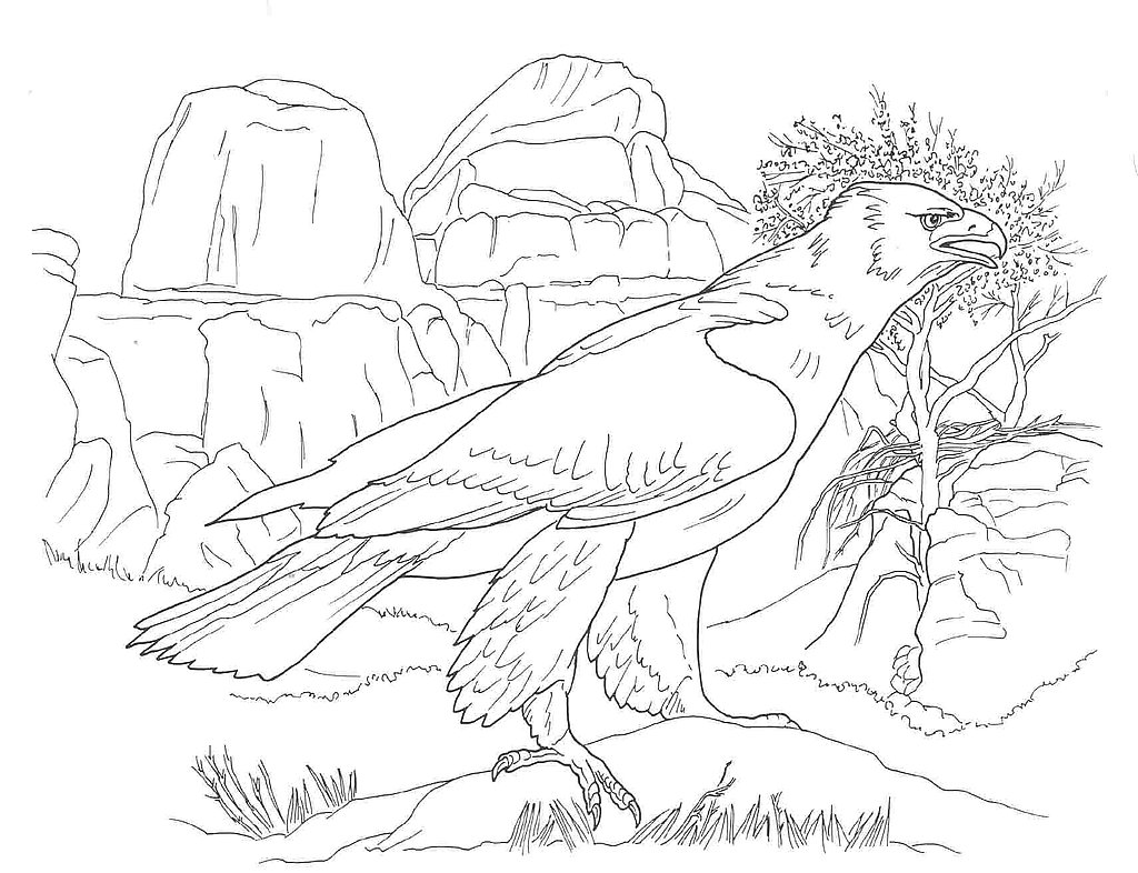 sonoran desert coloring pages