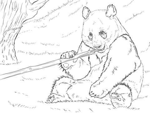 printable panda coloring pages