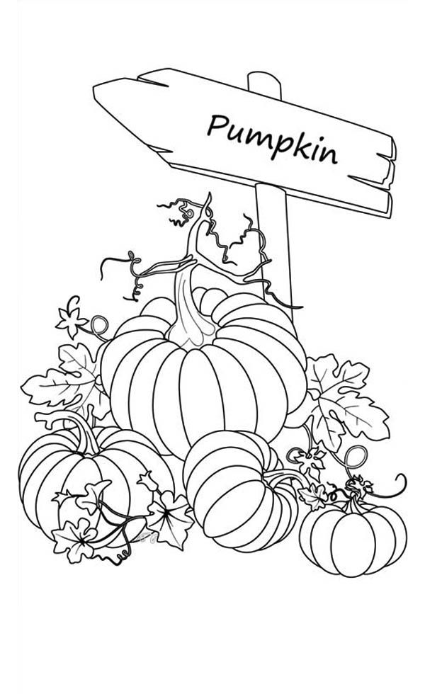pumpkin coloring pages free printable