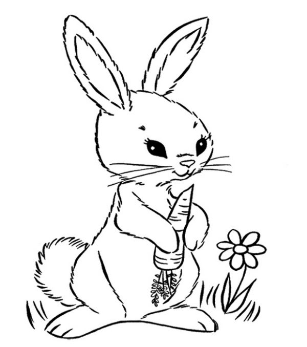 rabbit eating carrot coloring page