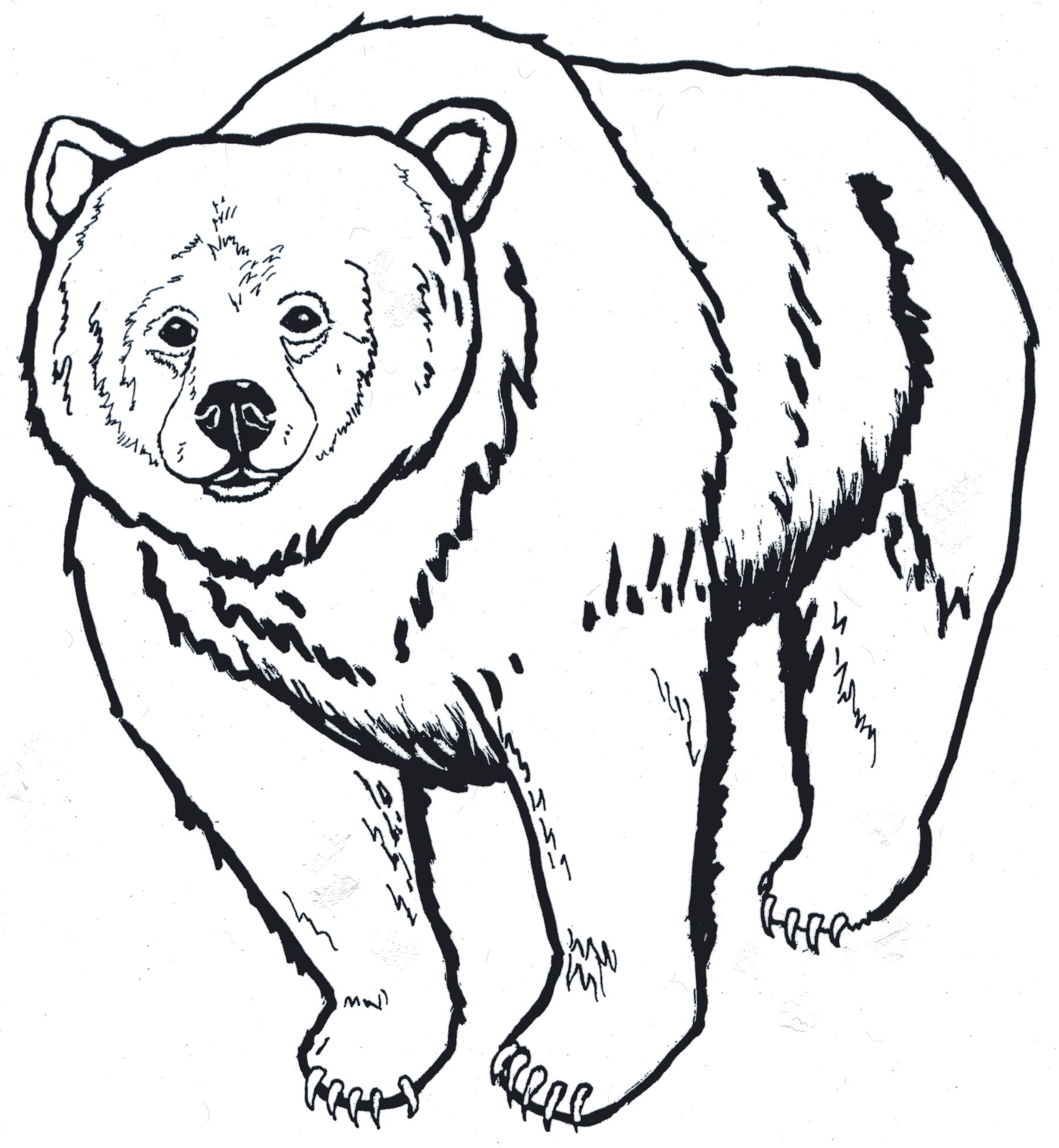 realistic bear coloring pages