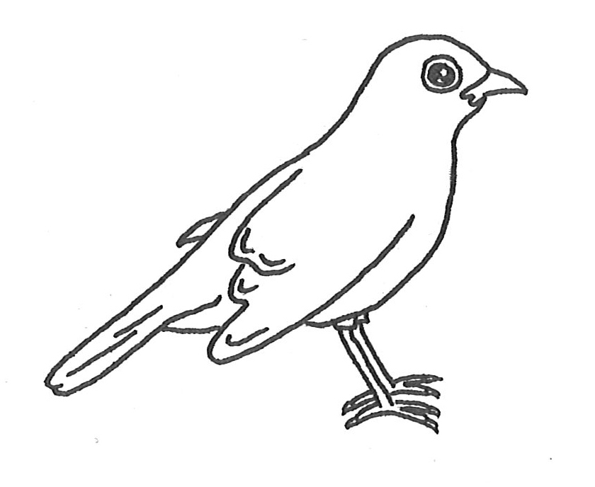 realistic bird coloring pages