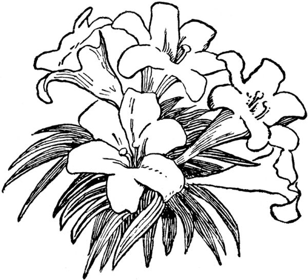 realistic lily coloring page