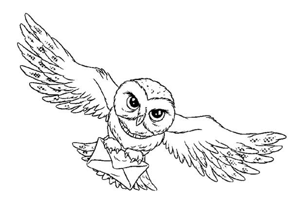 realistic owl coloring pages