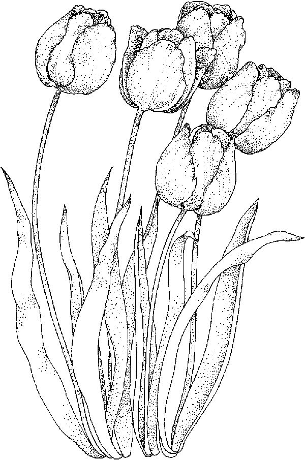 realistic tulip coloring sheet