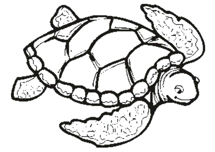 realistic turtle coloring pages