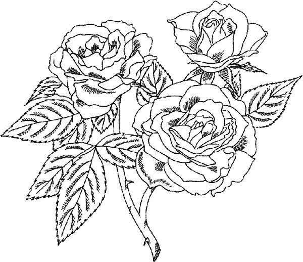 rose coloring pages to print